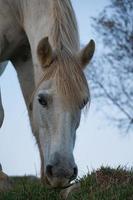 Beautiful white horse portrait in the meadow photo