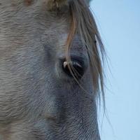 Beautiful white horse portrait in the meadow photo