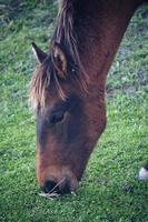 Hermoso retrato de caballo negro en la pradera foto