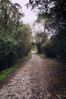 Road with vegetation in the mountain photo