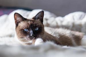 Un gato siamés de ojos azules acostado sobre una manta de piel blanca