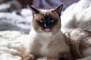 Siamese cat  smacking its lips tongue out