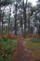 trees in the forest in the nature in autumn season photo