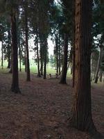 trees in the forest in the nature in autumn season photo