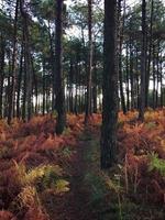 trees in the forest in the nature in autumn season photo