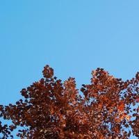 Red and green tree leaves in autumn season photo