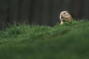 European ground squirrel photo