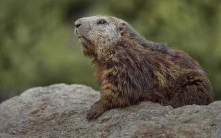 Alpine marmot on rock photo