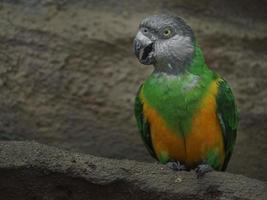 Senegal parrot in zoo photo