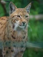 Eurasian lynx in zoo