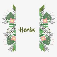 herbs vertical banner vector