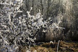 Beautiful fairytale snowy winter Countryside in Central Bohemia, Czech Republic photo