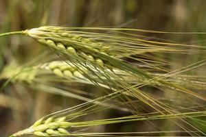 Detail of the young green Barley Spike photo