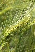 Detail of the young green Barley Spike photo