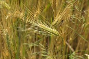 Detail of the young green Barley Spike photo