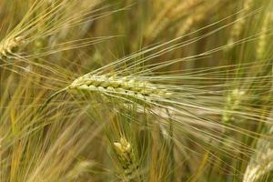 Detail of the young green Barley Spike photo