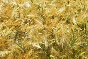 campo de primavera con la cebada verde foto