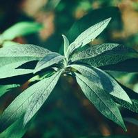 Green plant leaves in the nature in springtime photo