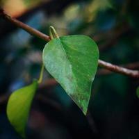 Green plant leaves in the nature in springtime photo