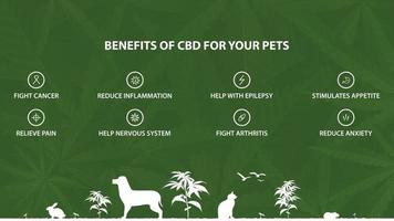 Green information poster of Cannabidiol Benefits for your pets with infographic of benefits and silhouettes of pets vector