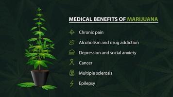 Benefits uses of medical marijuana, green poster for website with bush of cannabis in a pot and infographic of benefits vector