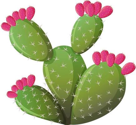 Prickly cactus in cartoon style isolated on white background