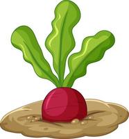 Radish root in soil cartoon style isolated vector