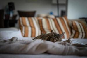 Photo of a Savannah cat