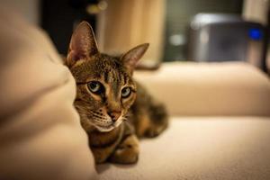 Photo of a Savannah cat