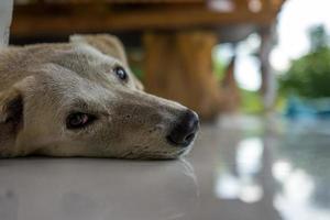 A relaxed dog in a cafe photo