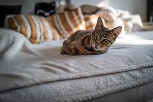 A cute Savannah cat on a couch photo