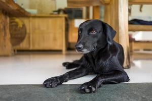 A relaxed dog in a cafe photo