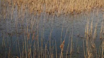 Raindrops falling on the surface of a pond with reeds video