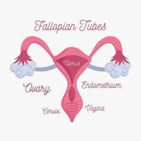 female human reproductive system anatomy scheme vector