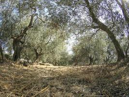 Ligurian olive trees photo