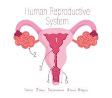 female human reproductive system, healthy internal organ vector