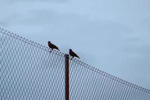pájaros en una valla foto
