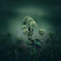 Planta de flores secas en la naturaleza en la temporada de otoño. foto