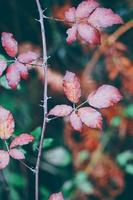 Planta de flores secas en la naturaleza en la temporada de otoño. foto