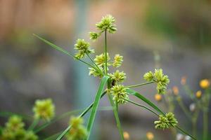 Planta de flores secas en la naturaleza en la temporada de otoño. foto