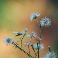 Planta de flores secas en la naturaleza en la temporada de otoño. foto