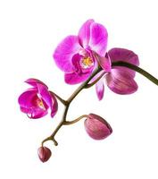 Pink orchid on white photo