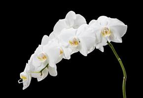orquídea blanca sobre fondo negro
