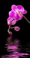 Pink orchid on black photo