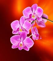 orquídea rosada sobre fondo borroso abstracto