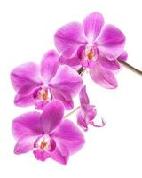 orquídea aislada en blanco
