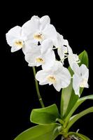 orquídea blanca sobre fondo negro