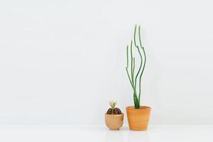 Planta de cactus mínima en olla de barro sobre fondo blanco. foto