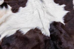 Brown cow skin coat with fur black white and brown spots photo