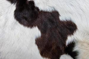 Brown cow skin coat with fur black white and brown spots photo